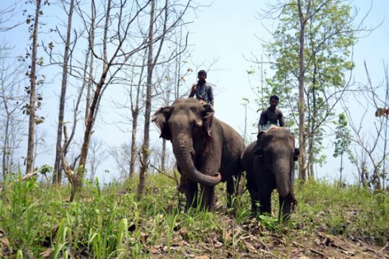 One injured in wild elephant attack